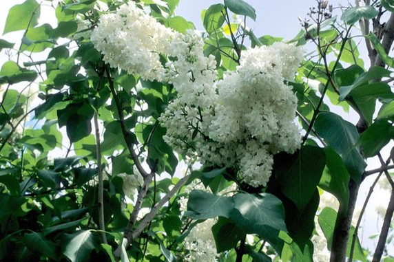 Miss Ellen Willmont (White) Lilac Shrub