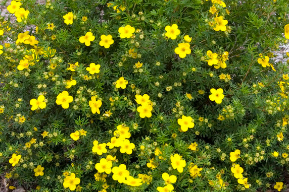 Gold Finger Potentilla