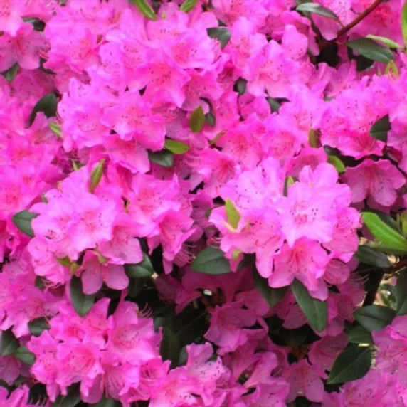 Olga Mezzit Rhododendron