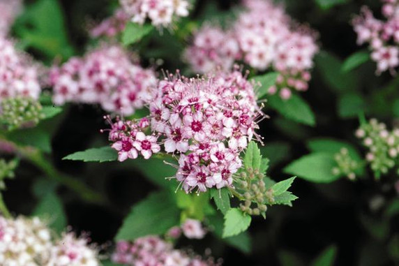 Daphne Spirea Daphne Spirea