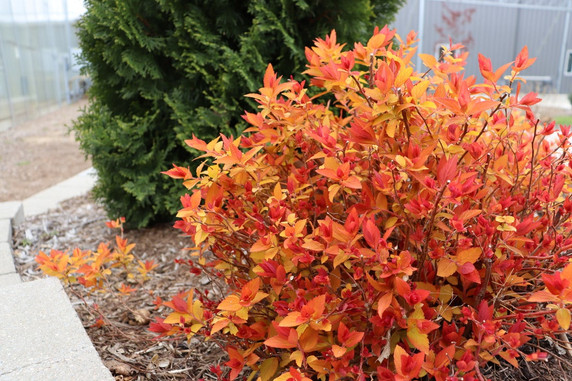 photos courtesy of Proven Winners ColorChoice Shrubs