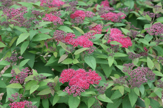 photos courtesy of Proven Winners ColorChoice Shrubs