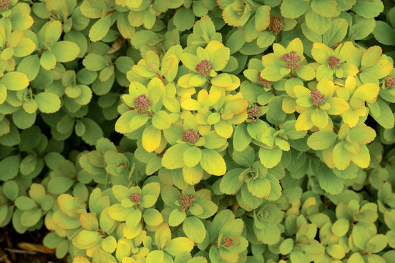Glow Girl Spirea Glow Girl Spirea