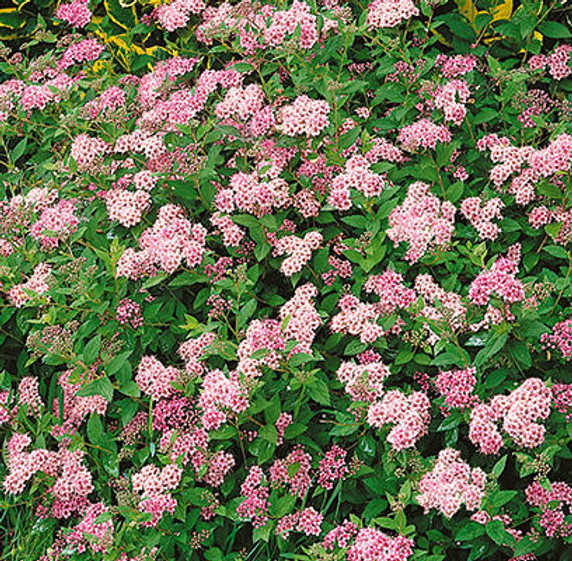 Little Princess Spirea