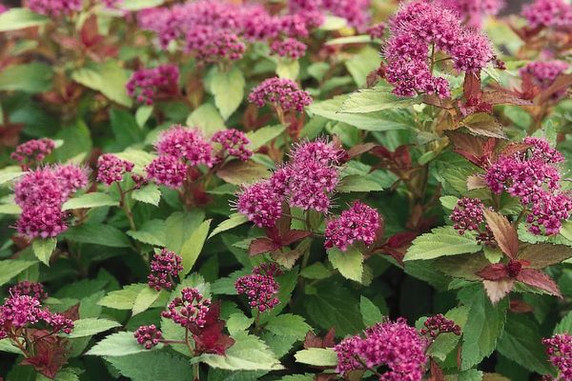 Magic Carpet Spirea Magic Carpet Spirea