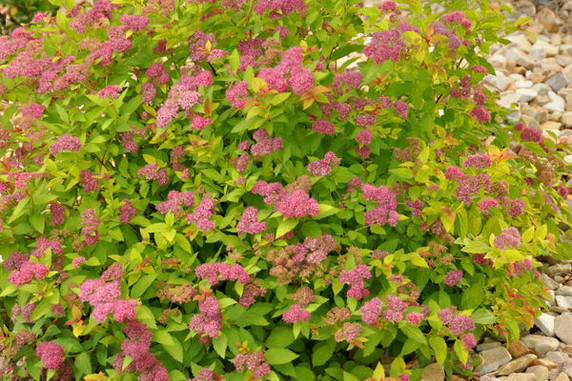 Magic Carpet Spirea