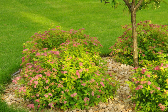Magic Carpet Spirea Magic Carpet Spirea