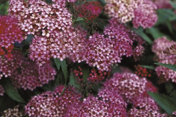 Neon Flash Spirea