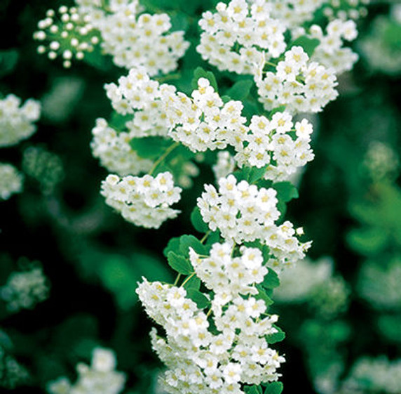 Renaissance Spirea