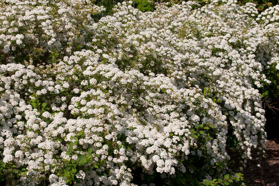 Renaissance Spirea