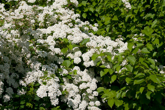 Renaissance Spirea