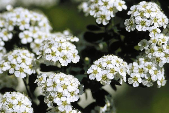 Snowmound Spirea Snowmound Spirea