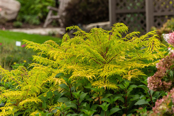 Tiger Eyes Sumac Shrub