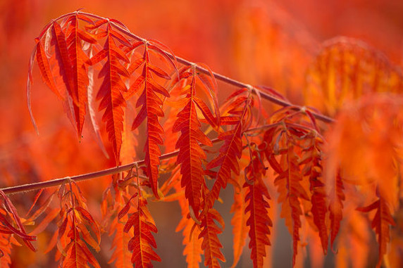 Tiger Eyes Sumac Shrub