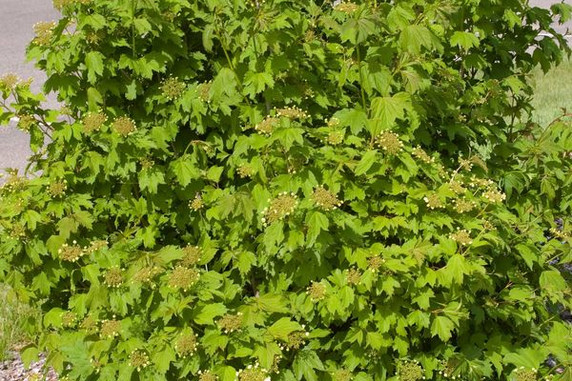 Wentworth Cranberry Viburnum