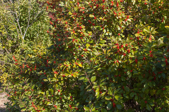 Afterglow Winterberry Afterglow Winterberry