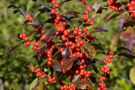 Afterglow Winterberry Afterglow Winterberry