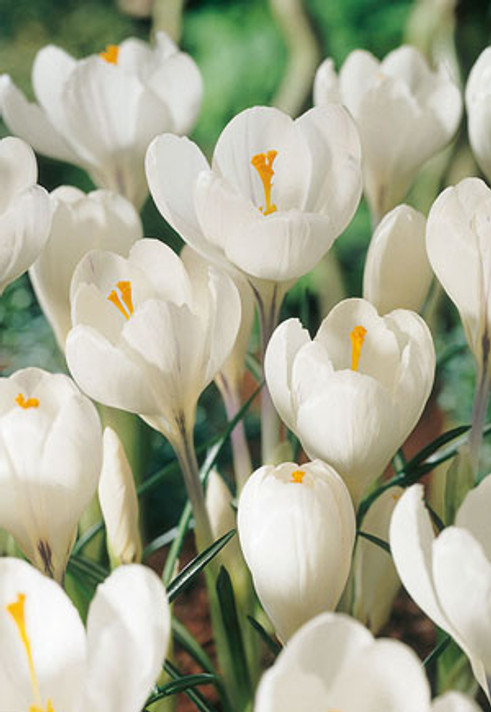 Jeanne d'Arc Crocus