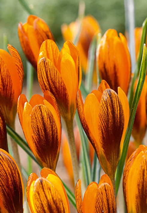 Crocus Bulb, Orange Monarch Crocus Bulb, Orange Monarch