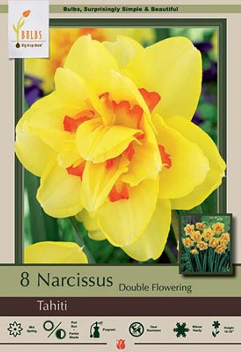 Tahiti Double Narcissus