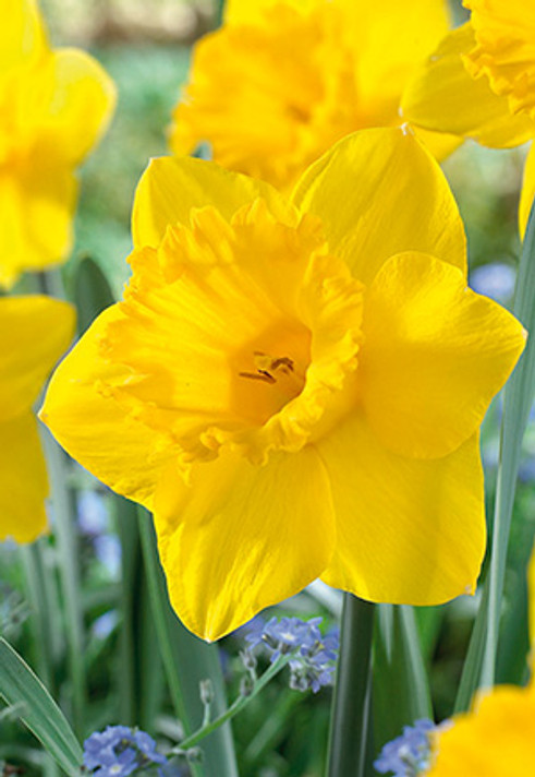 Dutch Master Trumpet Narcissus