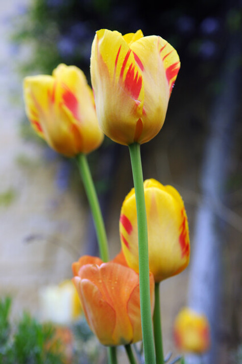 Olympic Flame Tulip