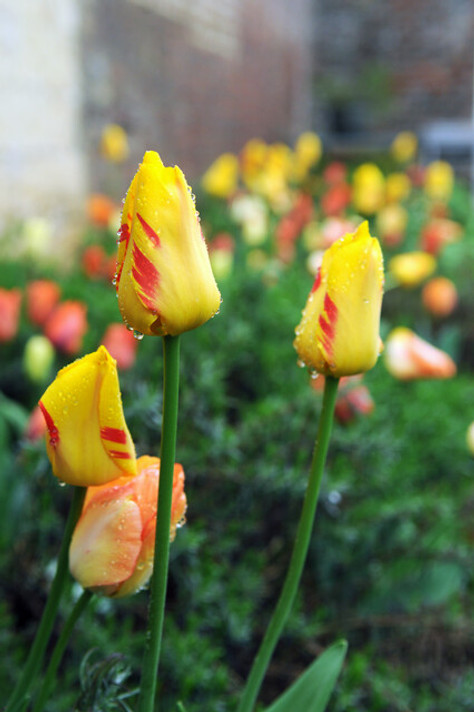 Olympic Flame Tulip