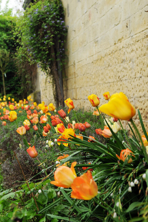 Olympic Flame Tulip