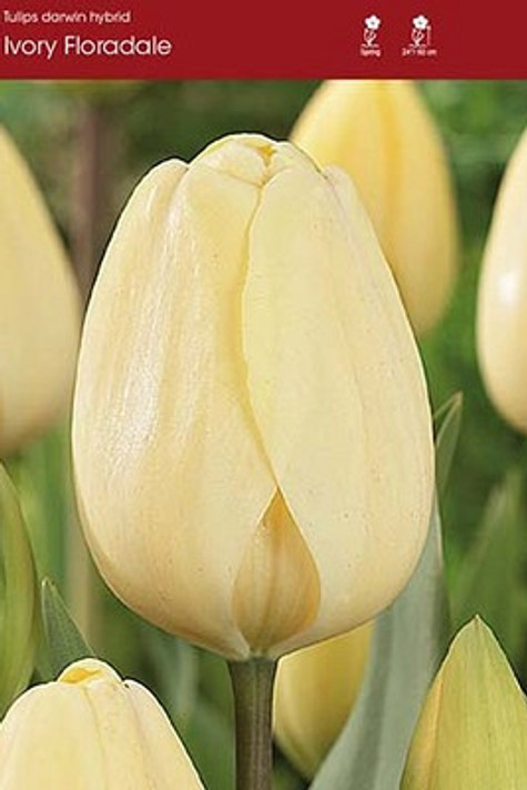 Pride of Portage Tulip