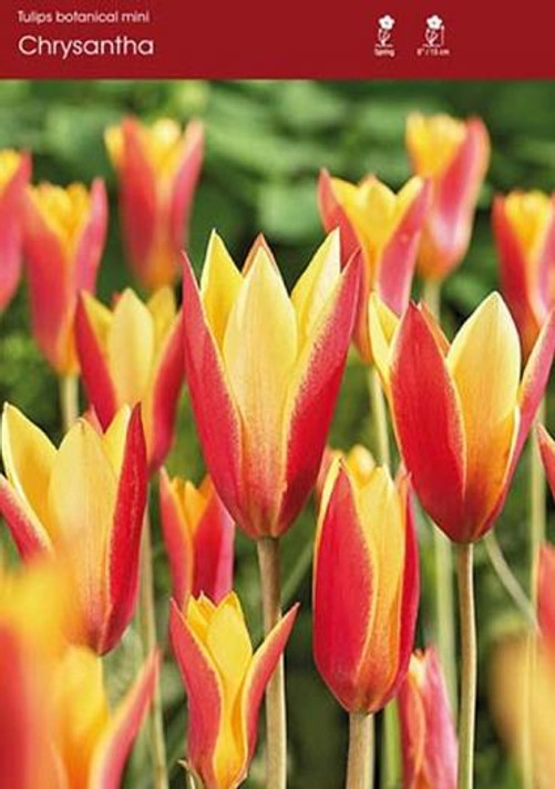 Tulip Chrysantha 6 pk Tulip Chrysantha 6 pk