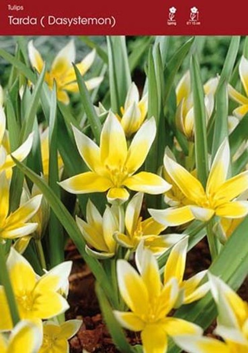 Tulip Tarda (Dasystemon) 6 pk Tulip Tarda (Dasystemon) 6 pk