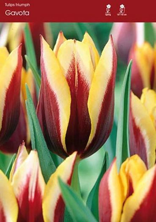 Tulip Gavota Tulip Gavota