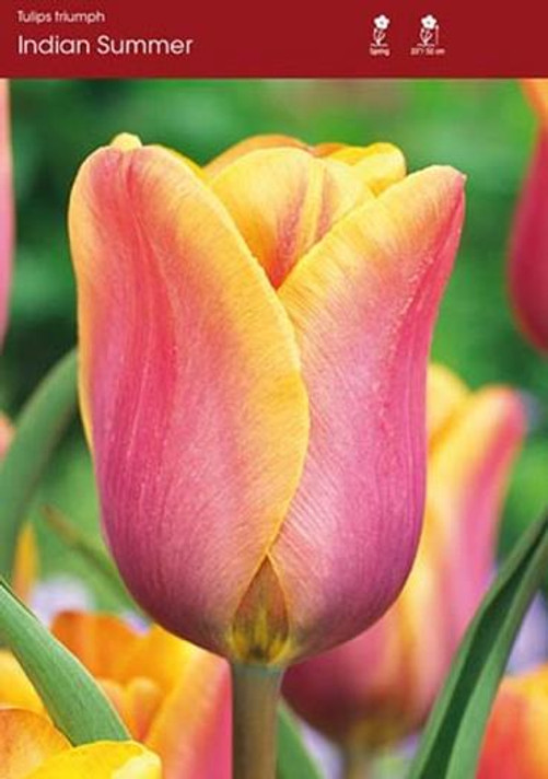 Tulip Bulb, Indian Summer Tulip Bulb, Indian Summer