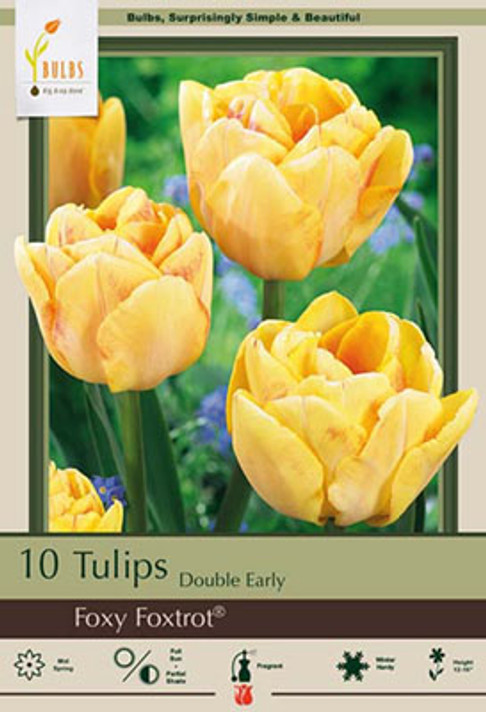 Tulip Bulb, Foxy Foxtrot Tulip Bulb, Foxy Foxtrot