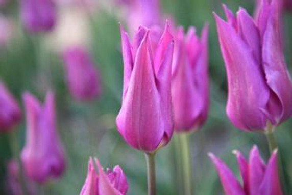 Purple Dream Tulip