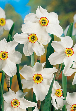 Narcissus Bulb, Pheasant's Eye/Recu
