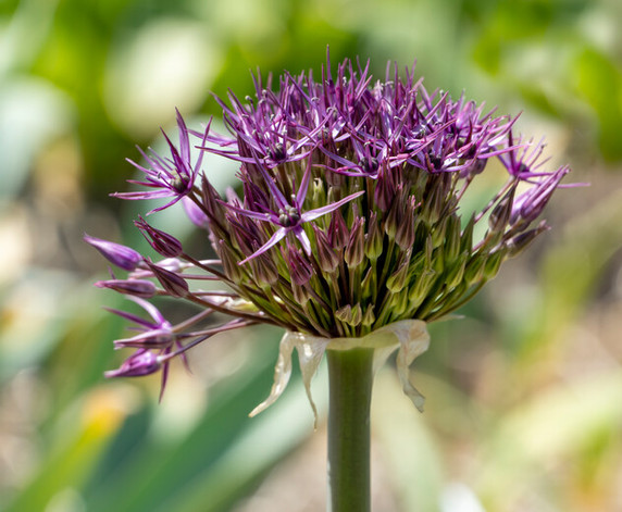 Allium Universe