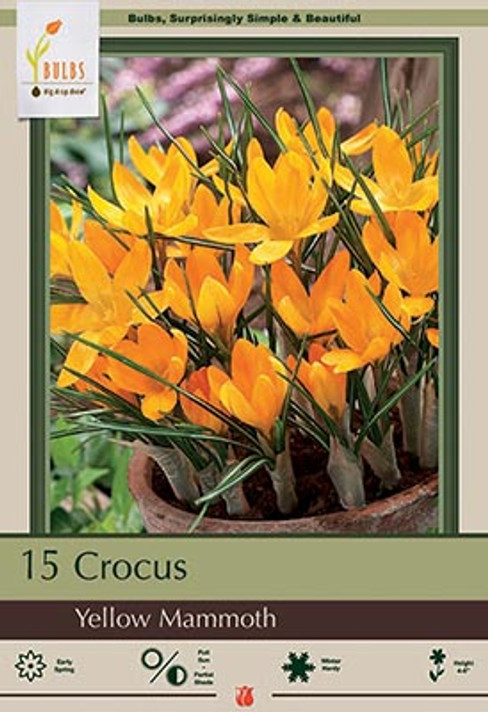 Yellow Mammoth Crocus