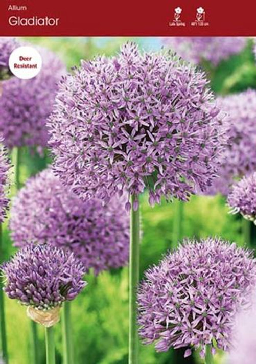 Gladiator Allium