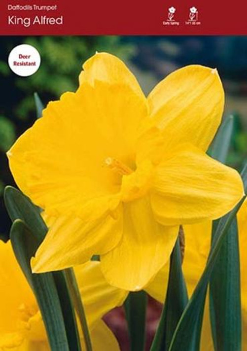 Daffodil King Alfred Daffodil King Alfred
