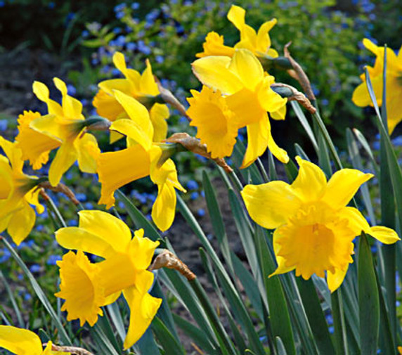 Daffodil King Alfred Daffodil King Alfred