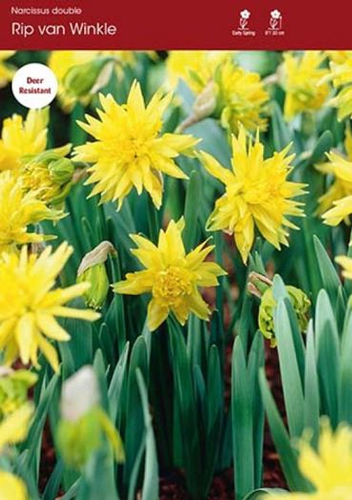 Narcissus, Rip Van Winkle Narcissus, Rip Van Winkle