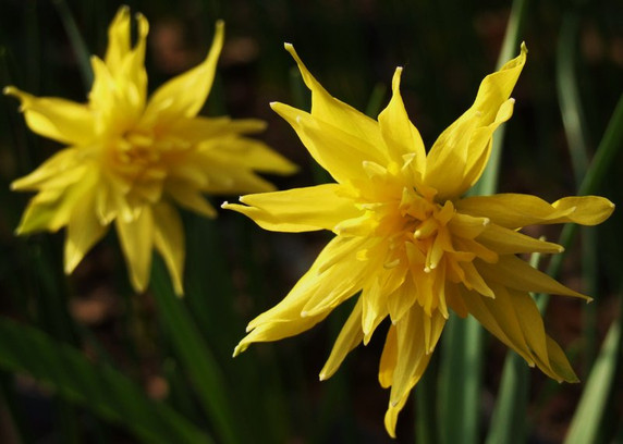 Narcissus, Rip Van Winkle Narcissus, Rip Van Winkle