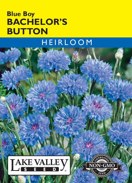 Bachelor's Button Blue Boy