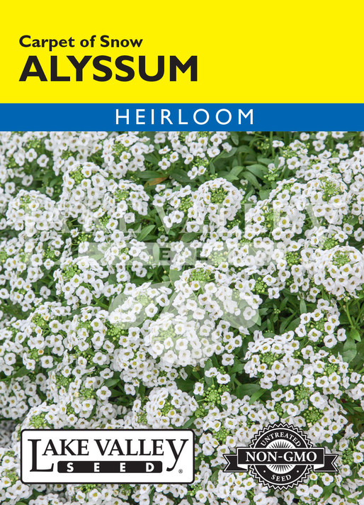 Alyssum Carpet of Snow