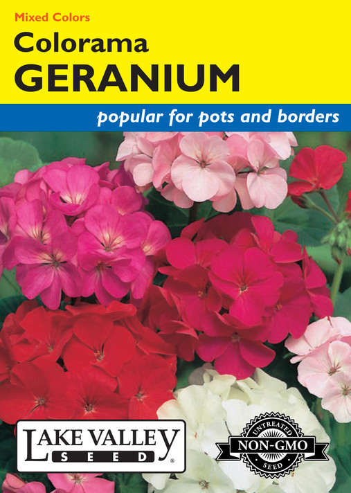 Geranium Colorama Geranium Colorama