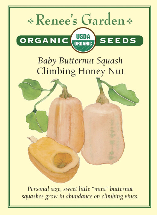 Squash Honey Nut Baby Butternut