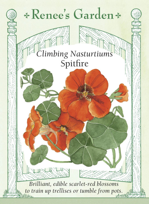 Nasturtium Spitfire, Climbing