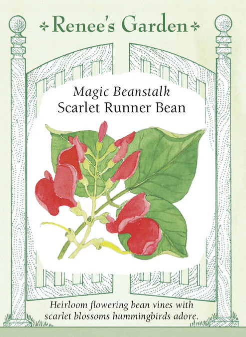 Bean (Runner) Magic Beanstalk