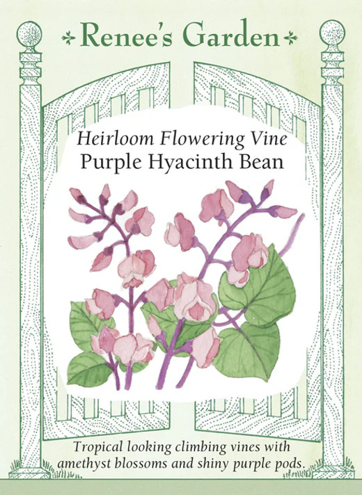 Hyacinth Bean Purple